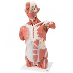 Spieren Torso, 27-delig